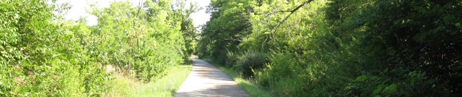 walking path through trees