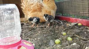 baby chicks 080816